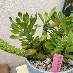 観葉植物¥300〜の画像