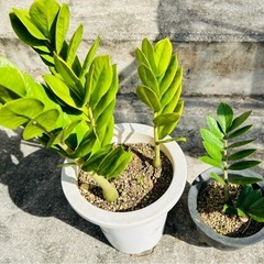 観葉植物¥300〜の画像