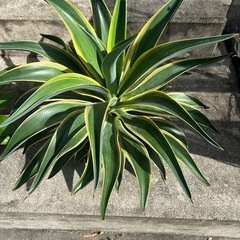 観葉植物¥300〜の画像