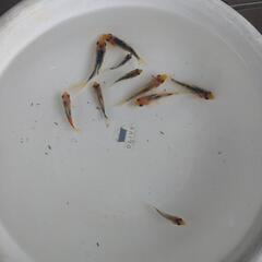 金魚　青錦の画像