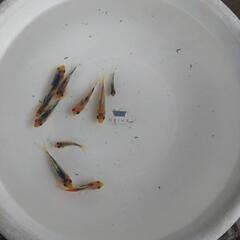 金魚　青錦の画像