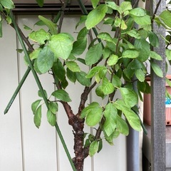 プルーン　スタンレー　鉢植えの画像