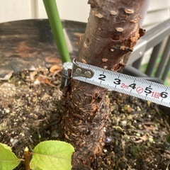 プルーン　スタンレー　鉢植えの画像