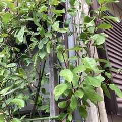 プルーン　スタンレー　鉢植えの画像
