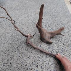 流木2個セットの画像