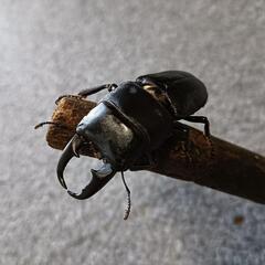 ヒラタクワガタ  ♂3頭セットの画像