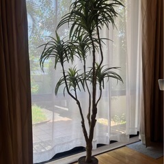 造花 大きめ フェイク観葉植物 フェイクグリーン 観葉植物 植物 フェイク　インテリア　ドラセナ　フェイク観葉植物　インテリア　大きめ【お取引中】の画像