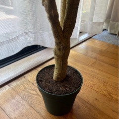 造花 大きめ フェイク観葉植物 フェイクグリーン 観葉植物 植物 フェイク　インテリア　ドラセナ　フェイク観葉植物　インテリア　大きめ【お取引中】の画像