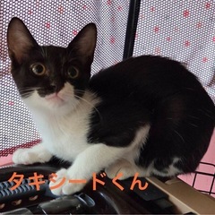 個性的なハチワレのお顔のかわいー男の子♂︎
