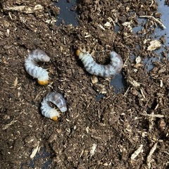 メリディオナリスコクワガタ　タナカコクワコクワガタ　幼虫各3頭セットの画像