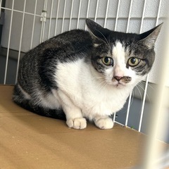 優しいキジトラちゃん