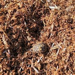 ミント監修★園芸・土づくり用ブレンド素材（籾殻・おがくず・牧草入り）
の画像