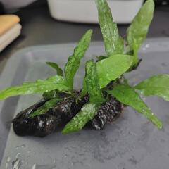流木活着　ミクロソリウム(3株)　水草の画像