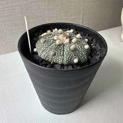 兜サボテンの画像