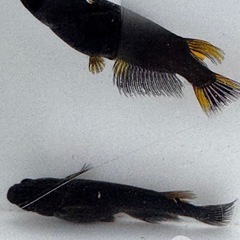 メダカ　黒夢(クム)  めだか
の画像