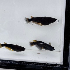 メダカ　黒夢(クム)  めだか
の画像