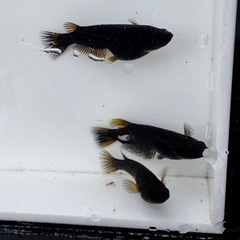 メダカ　黒夢(クム)  めだか
の画像