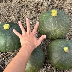 茨城県産　かぼちゃ　の画像