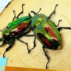 ③　訳あり品　ニジイロクワガタペア　の画像