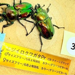③　訳あり品　ニジイロクワガタペア　の画像