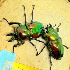 ③　訳あり品　ニジイロクワガタペア　の画像