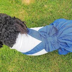 １【新品】　犬用品 セット デニムワンピ ロンパース ハーネス付 Lサイズ ペットウェア 小型犬用 日本製 おしゃれ 可愛い 夏 春 秋 冬の画像