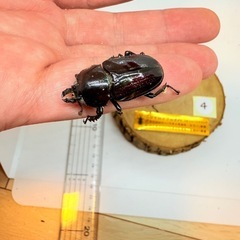 ④訳あり品　ニジイロクワガタペア　紫紺の画像