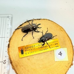 ④訳あり品　ニジイロクワガタペア　紫紺の画像