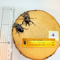 ④訳あり品　ニジイロクワガタペア　紫紺の画像