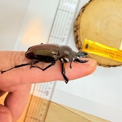 ④訳あり品　ニジイロクワガタペア　紫紺の画像