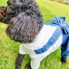 ２【新品】　犬用品 セット デニムワンピ ロンパース ハーネス付 ネイビー　Mサイズ ペットウェア 小型犬用 日本製 おしゃれ 可愛い 夏 春 秋 冬の画像
