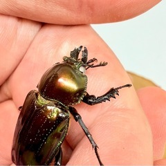 ⑤訳あり品　ニジイロクワガタペア　紫紺の画像