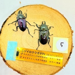 ⑤訳あり品　ニジイロクワガタペア　紫紺の画像