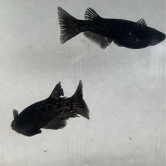 🌸曜変天目メダカ1ペア🌸の画像