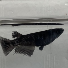 🌸曜変天目メダカ1ペア🌸の画像