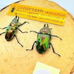 ⑥ニジイロクワガタペア　グリーンピカールの画像