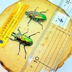 ⑥ニジイロクワガタペア　グリーンピカールの画像