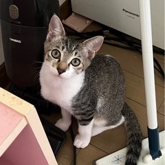 人が大好きな甘えん坊くんです❤️