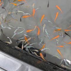 🌟 網ですくって選べる！人気改良メダカ6品種 🐟 無人販売（1匹200円）🌟の画像