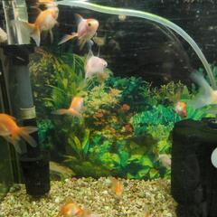 金魚、オランダ獅子頭の幼魚の画像
