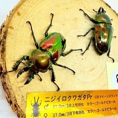 ⑧ニジイロクワガタ　ペア　ゴールドピカールの画像