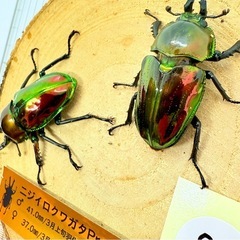 ⑧ニジイロクワガタ　ペア　ゴールドピカールの画像