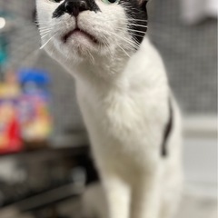 牛柄トンちゃん　膝、抱っこ、肩、おんぶ大好き！！ − 長野県
