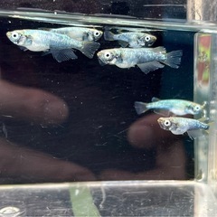 緑光墨武の画像