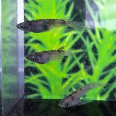 めだか　　墨碧眼MIXの画像