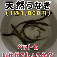うなぎ 淡水魚 熱帯魚 海水魚 アクアリウム 古代魚 ウナギ ニホンウナギ 日本淡水魚の画像