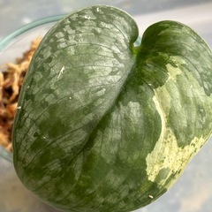 スキンダプサス　ブラックドラゴン①　斑入り　観葉植物の画像