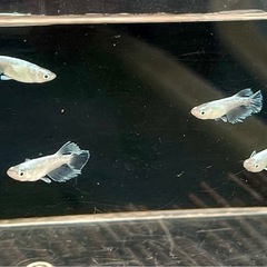 グラディオの画像
