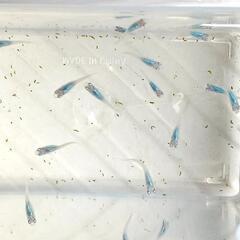 商談中 深海メダカ　幼魚20匹　めだかの画像