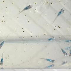 商談中 深海メダカ　幼魚20匹　めだかの画像